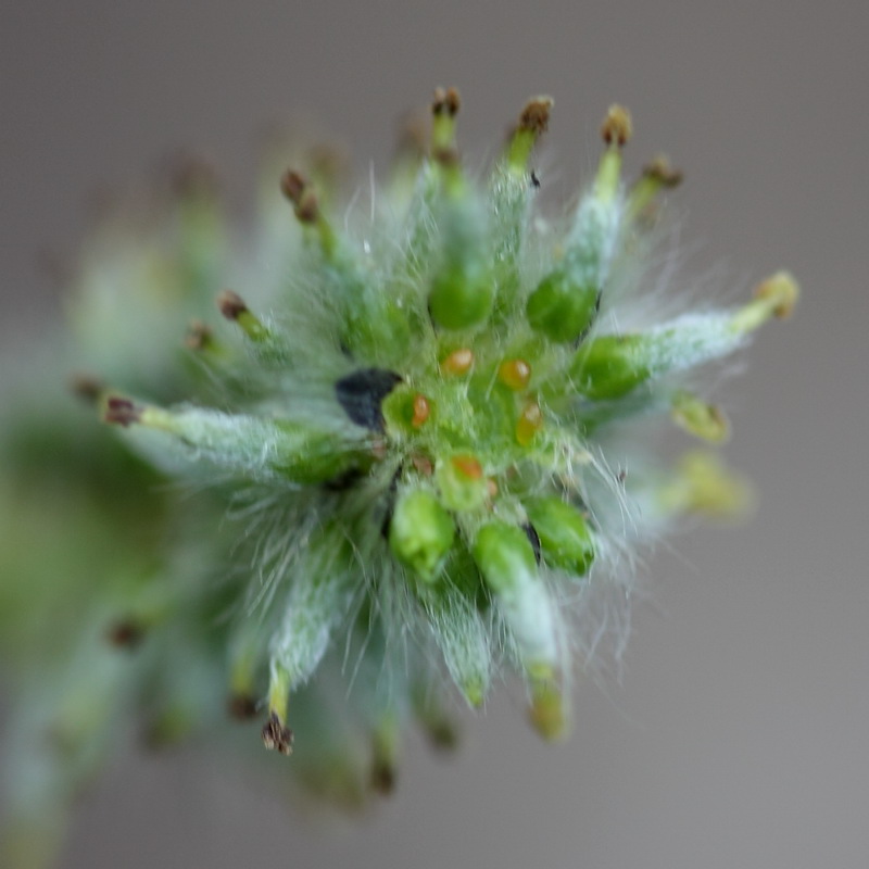 Изображение особи Salix phylicifolia.