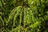 Equisetum sylvaticum. Часть побега с веточками. Новгородская обл., г. Боровичи, Бобровские горы, луговая низина. 06.06.2015.