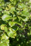 Chaenomeles japonica