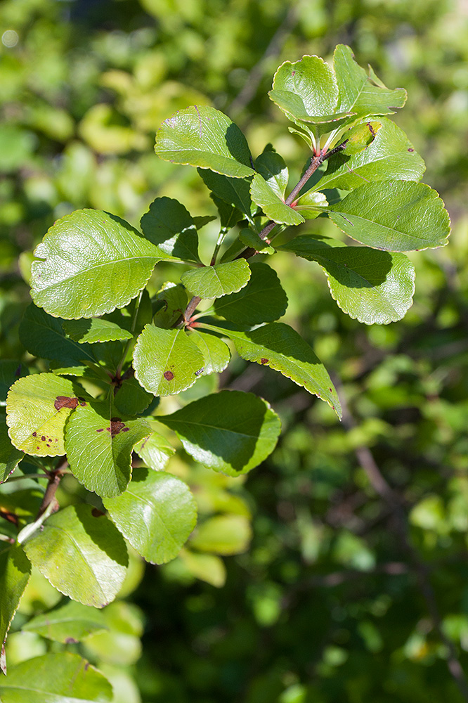 Изображение особи Chaenomeles japonica.