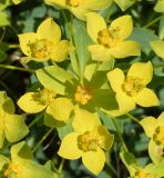 Euphorbia macrorhiza