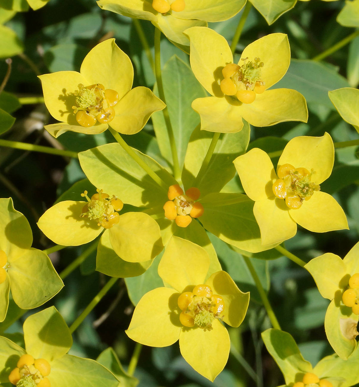 Изображение особи Euphorbia macrorhiza.