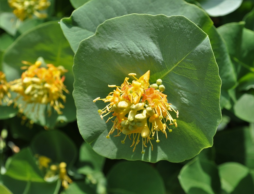 Image of Lonicera prolifera specimen.