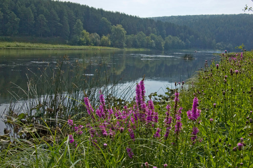 Изображение особи Lythrum salicaria.