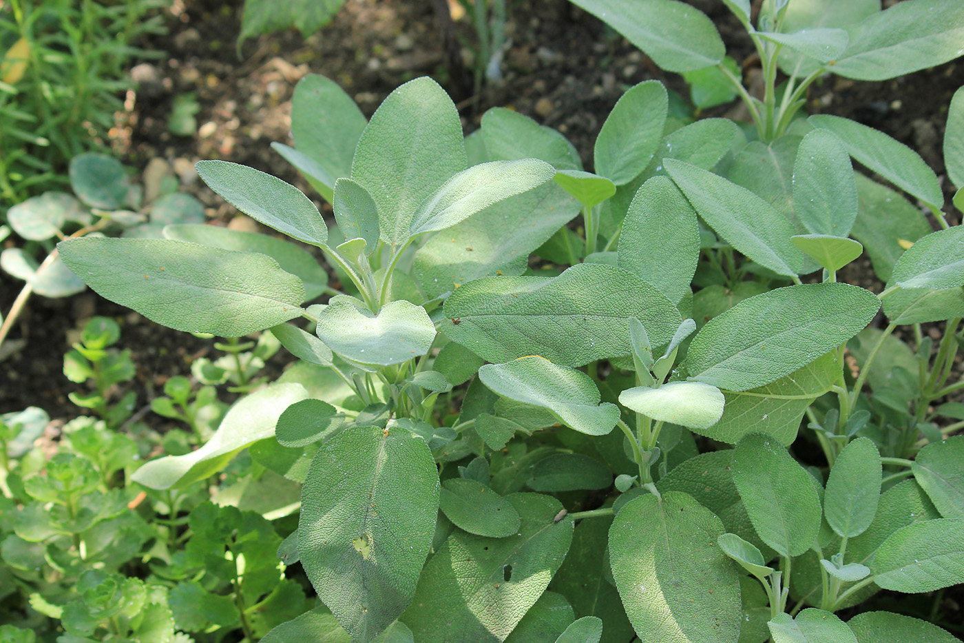 Image of Salvia officinalis specimen.