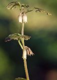 Glechoma hederacea. Верхушка плодоносящего растения. Санкт-Петербург, Пискарёвский парк. 16.09.2009.