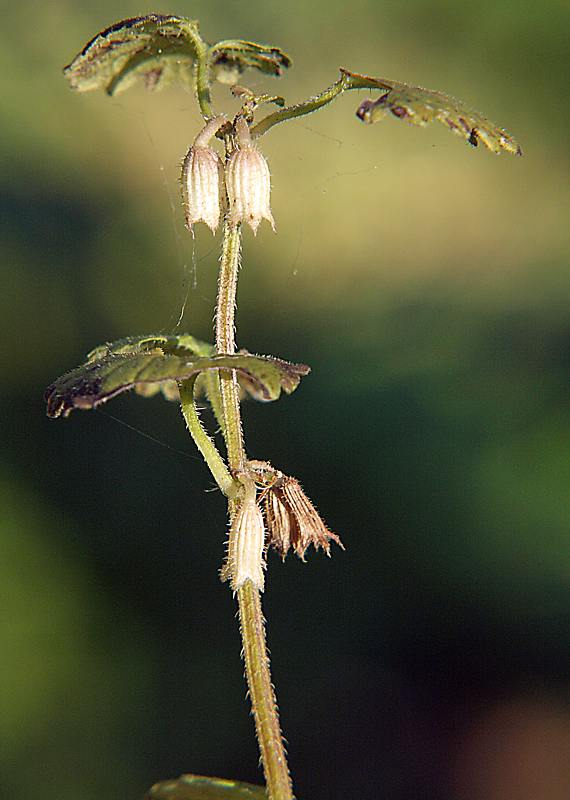 Изображение особи Glechoma hederacea.