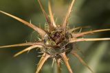 Centaurea laconica