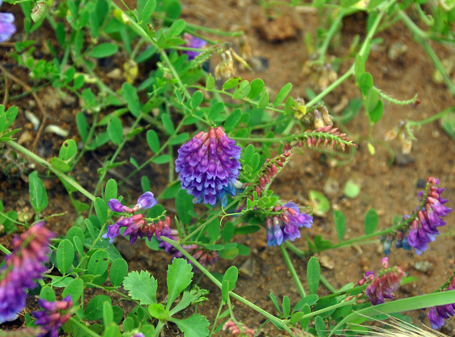 Изображение особи Vicia amurensis.