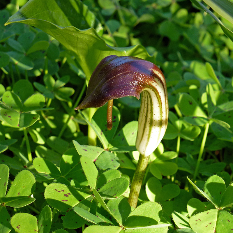 Изображение особи Arisarum vulgare.