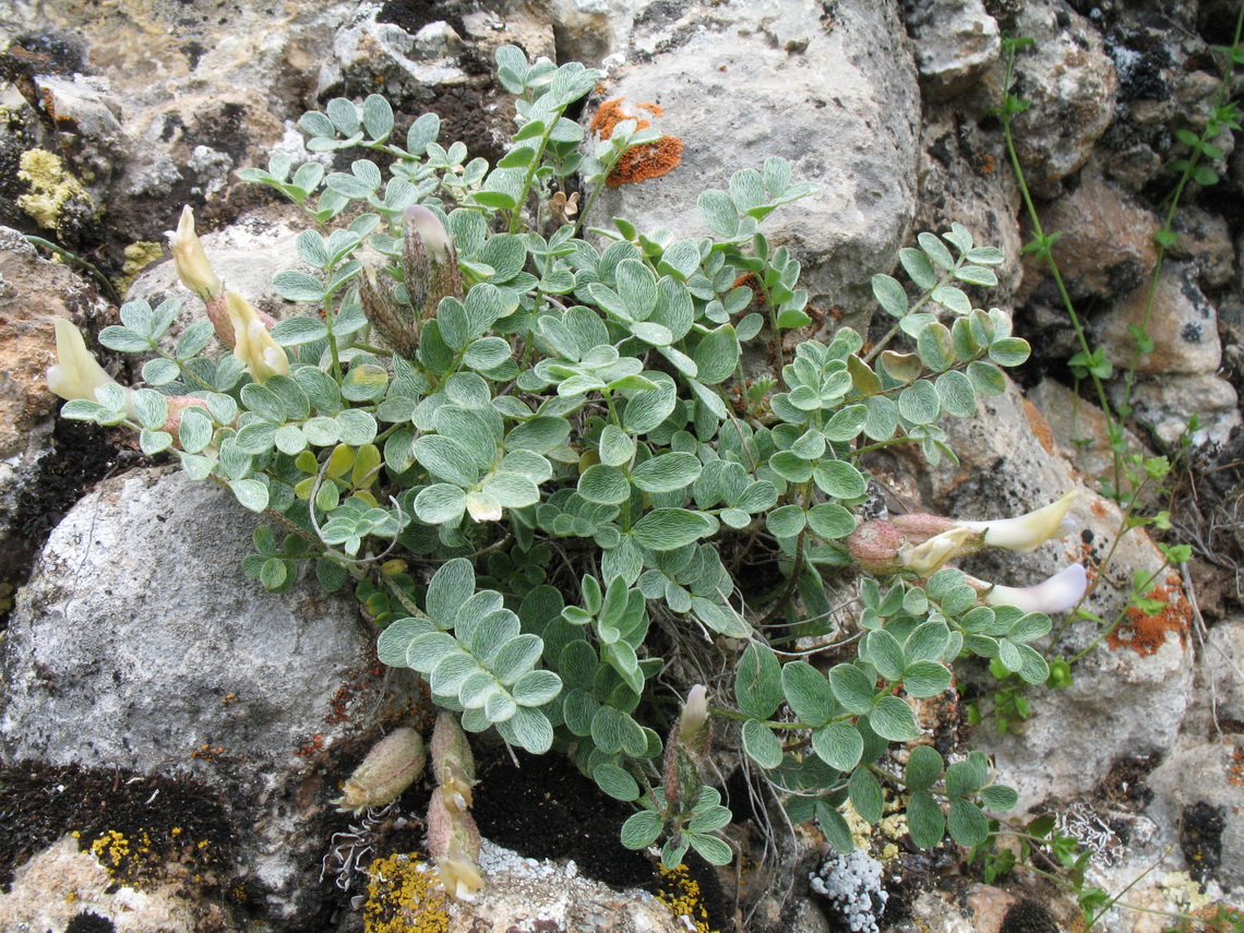 Изображение особи Astragalus abolinii.