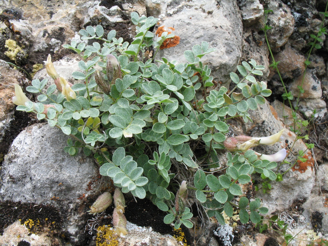 Image of Astragalus abolinii specimen.