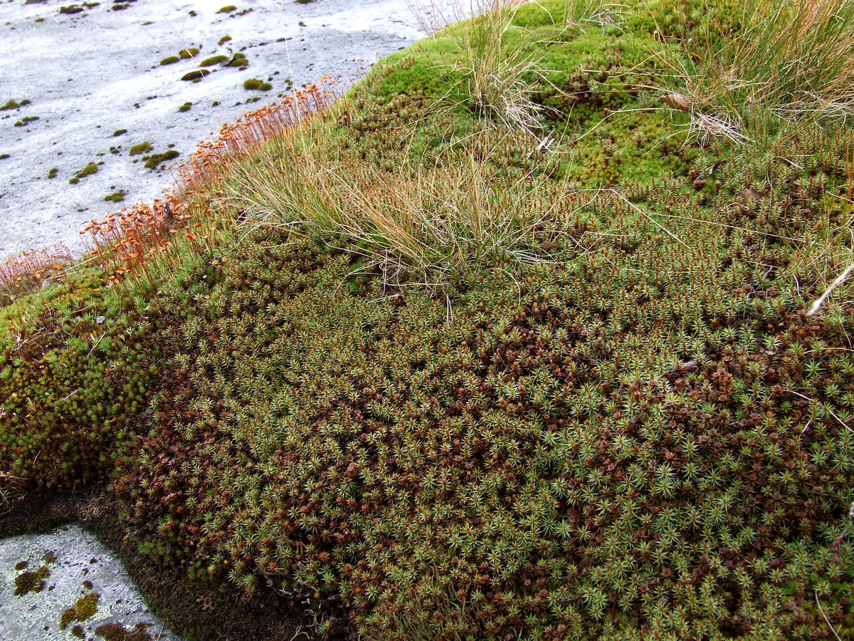 Изображение особи Polytrichum juniperinum.