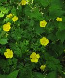 Ranunculus repens. Цветущие растения на лесной опушке. Нидерланды, провинция Гронинген. 3 июня 2006 г.
