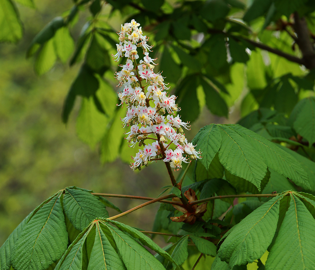 Изображение особи Aesculus hippocastanum.