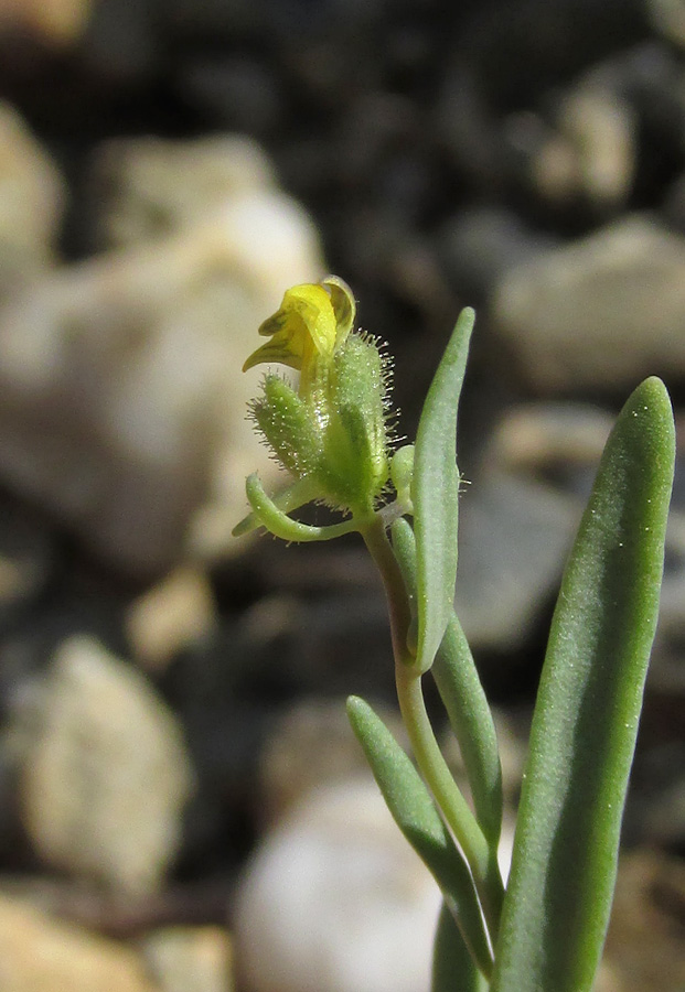 Изображение особи Linaria simplex.