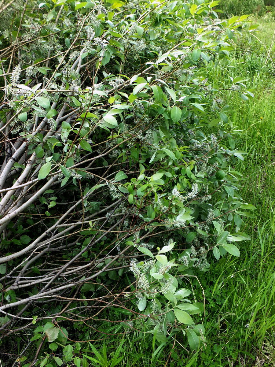 Image of Salix caprea specimen.