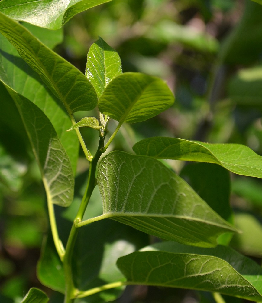 Изображение особи Maclura pomifera.