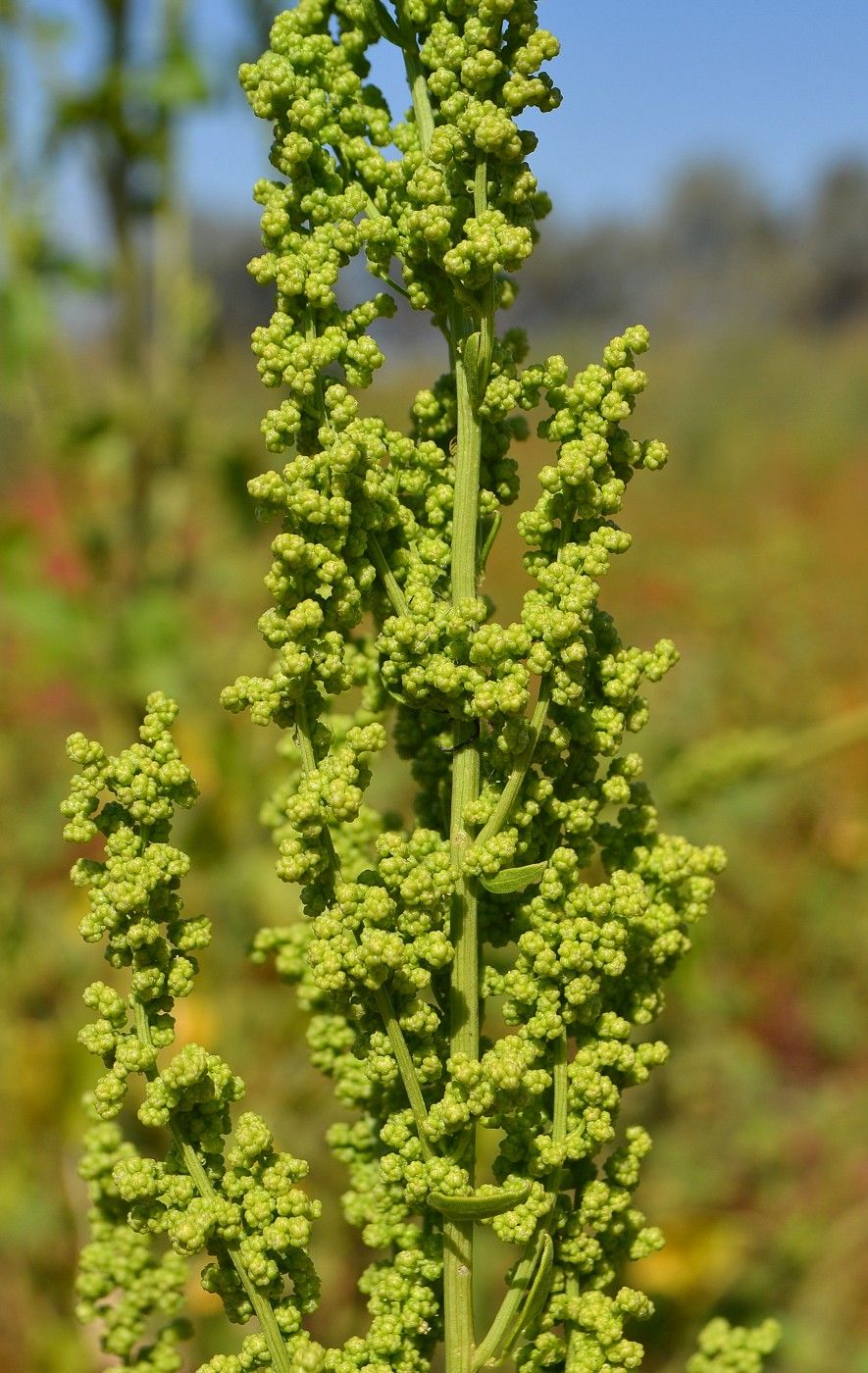 Image of Oxybasis urbica specimen.