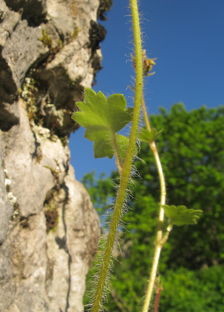 Изображение особи Saxifraga repanda.