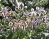 Borago officinalis. Верхушка цветущего растения. Крым, Симферополь, ботсад университета. 27 октября 2009 г.