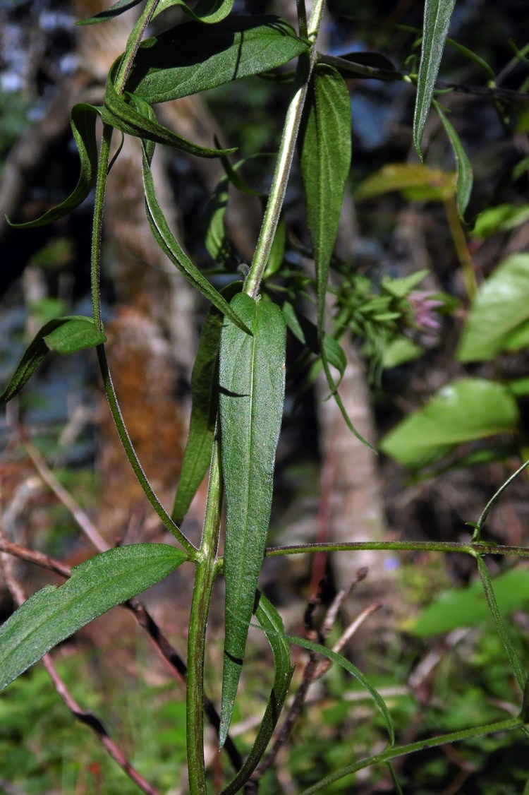 Image of Melampyrum argyrocomum specimen.