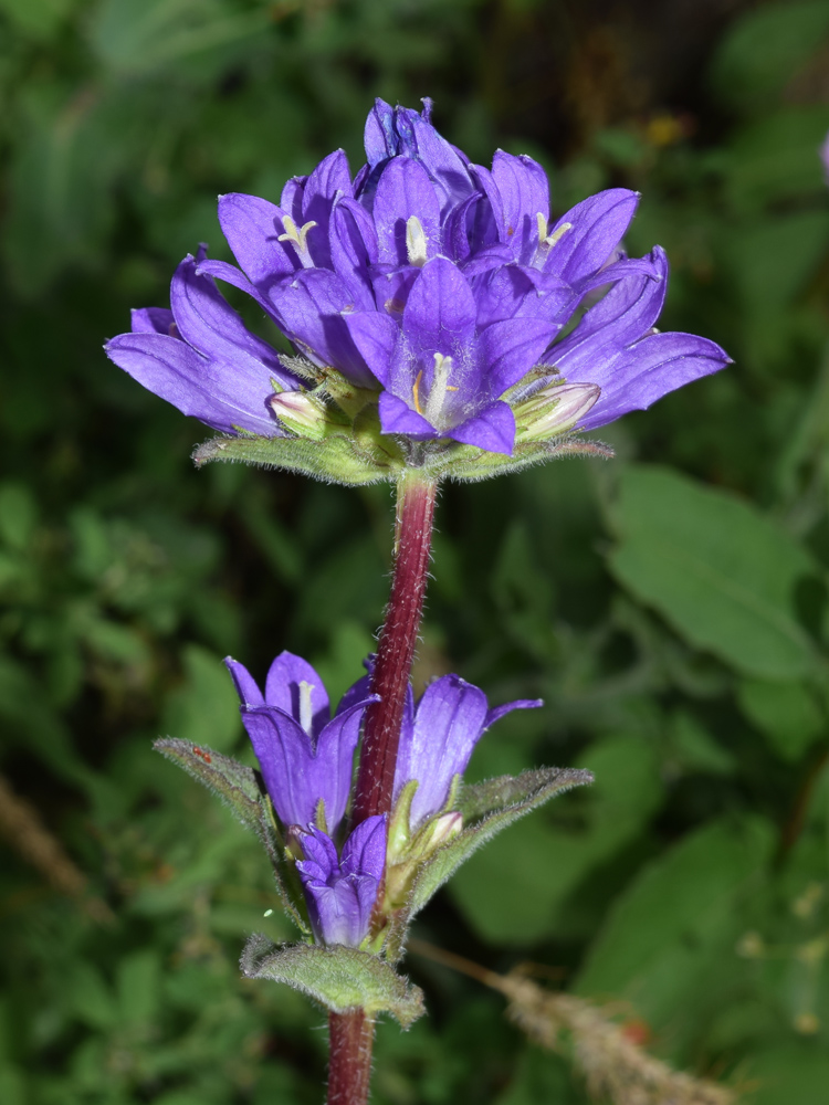 Image of Campanula glomerata specimen.