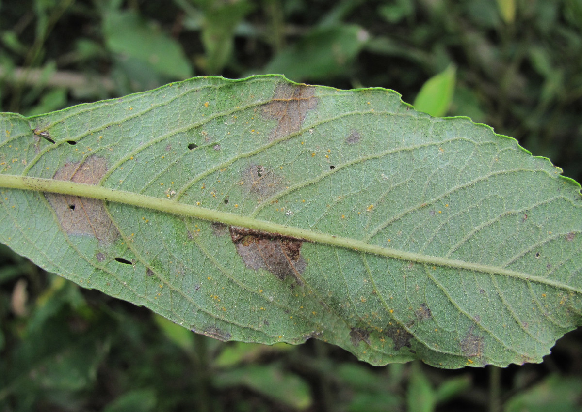 Image of Salix cinerea specimen.