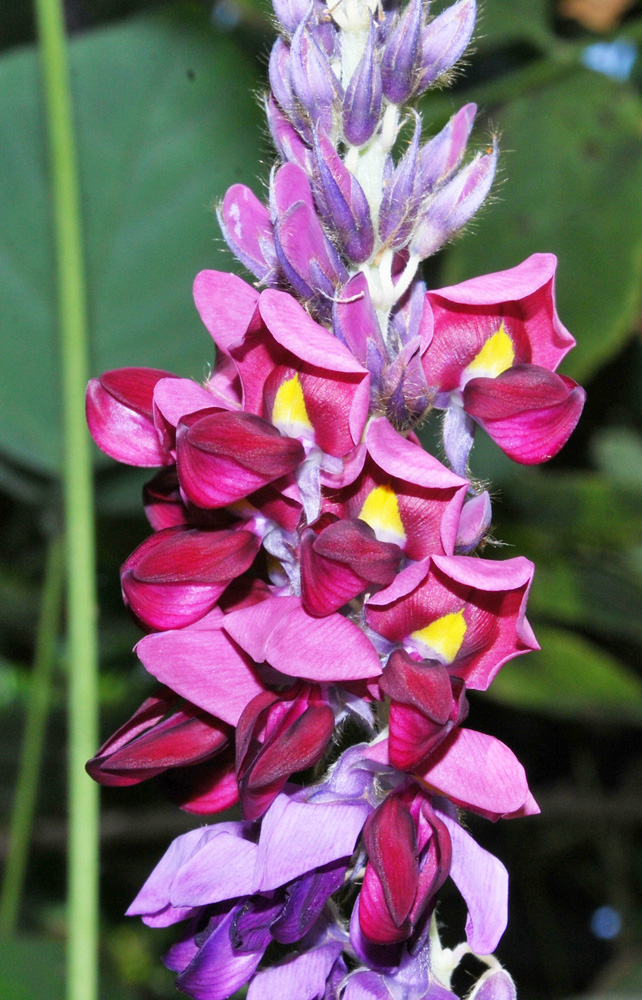 Изображение особи Pueraria lobata.