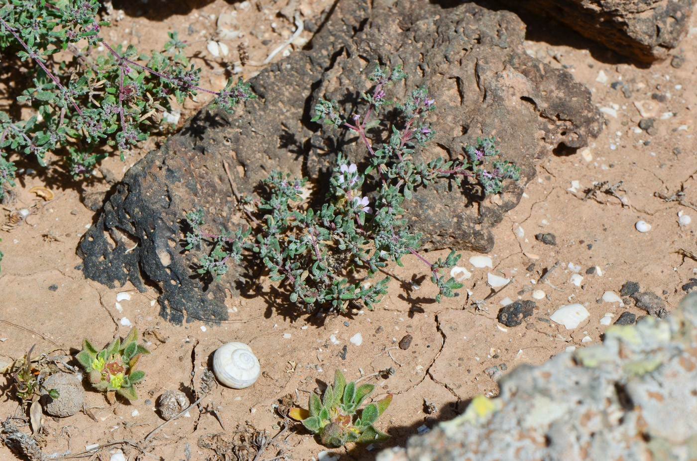 Image of genus Frankenia specimen.