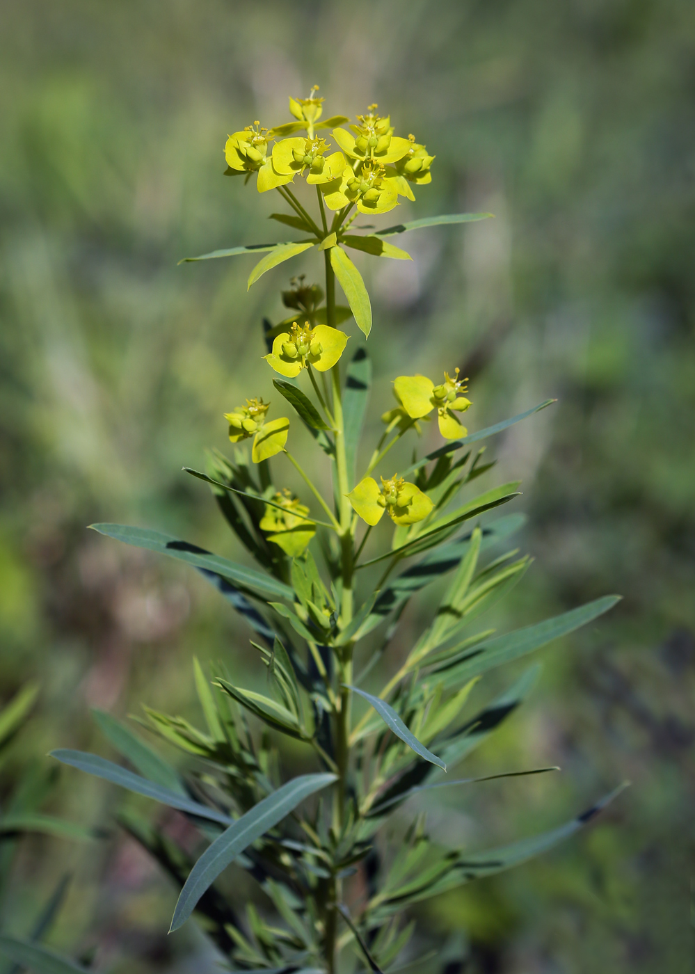 Изображение особи Euphorbia virgata.