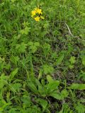 Crepis praemorsa