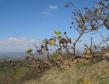 genus Crataegus. Ветви растения с оставшимися плодами и листьями. Краснодарский край, Крымский р-н, окр. хут. Гапоновского, гора Сагачёва (523), злаково-разнотравный луг на вершине с кустарниками и одиночными деревьями, ≈ 520 м н.у.м. 01.10.2016.