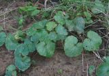 Glechoma hederacea