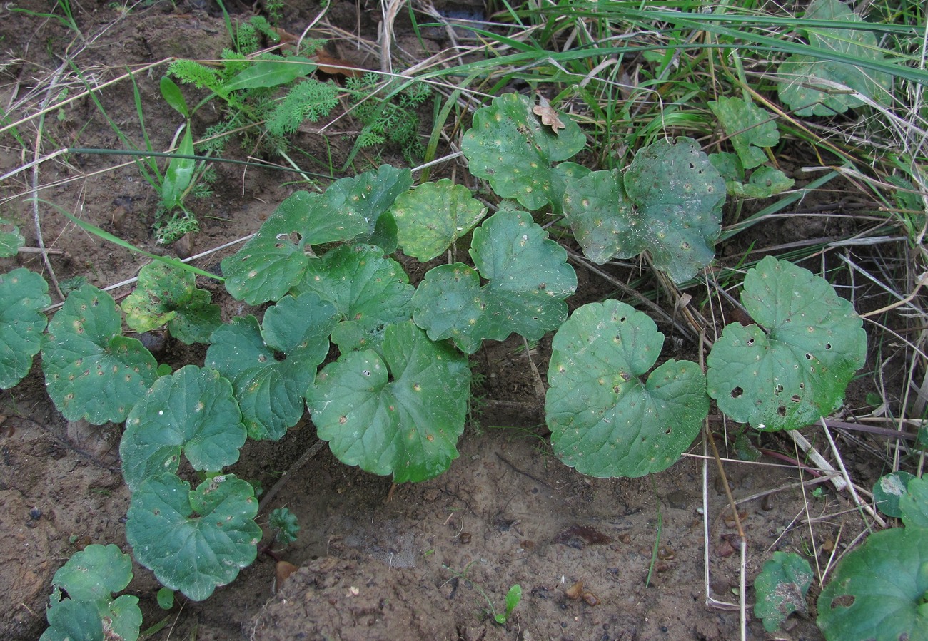 Изображение особи Glechoma hederacea.