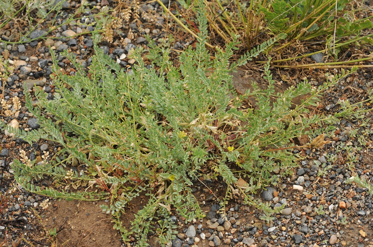 Image of Astragalus mucidus specimen.