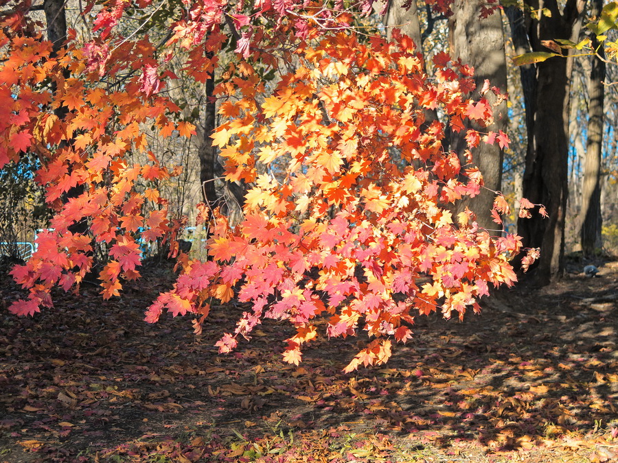 Image of Acer pseudosieboldianum specimen.