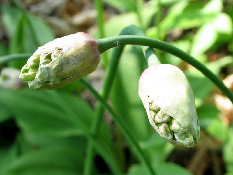 Изображение особи Allium ochotense.