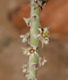 Euphorbia antisyphilitica