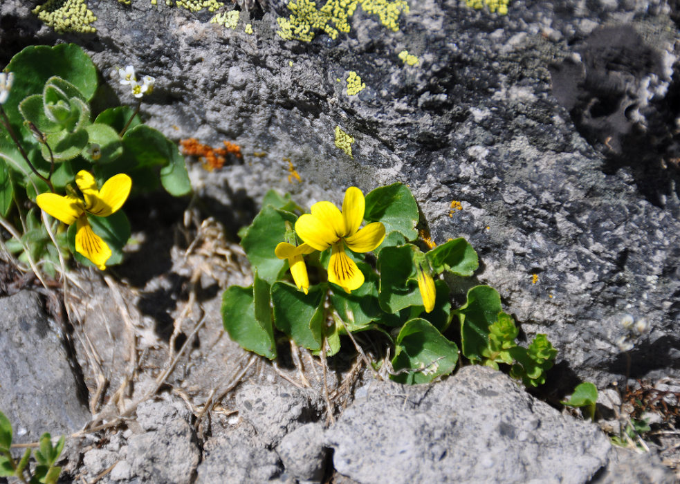 Изображение особи Viola caucasica.