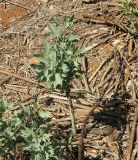 Romneya coulteri