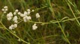 Lepidium latifolium