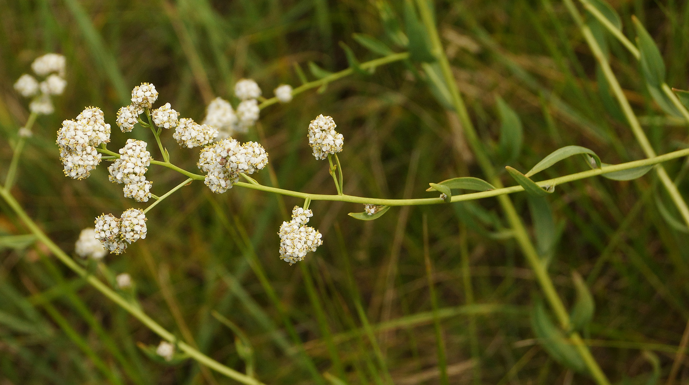 Изображение особи Lepidium latifolium.