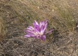 Colchicum laetum