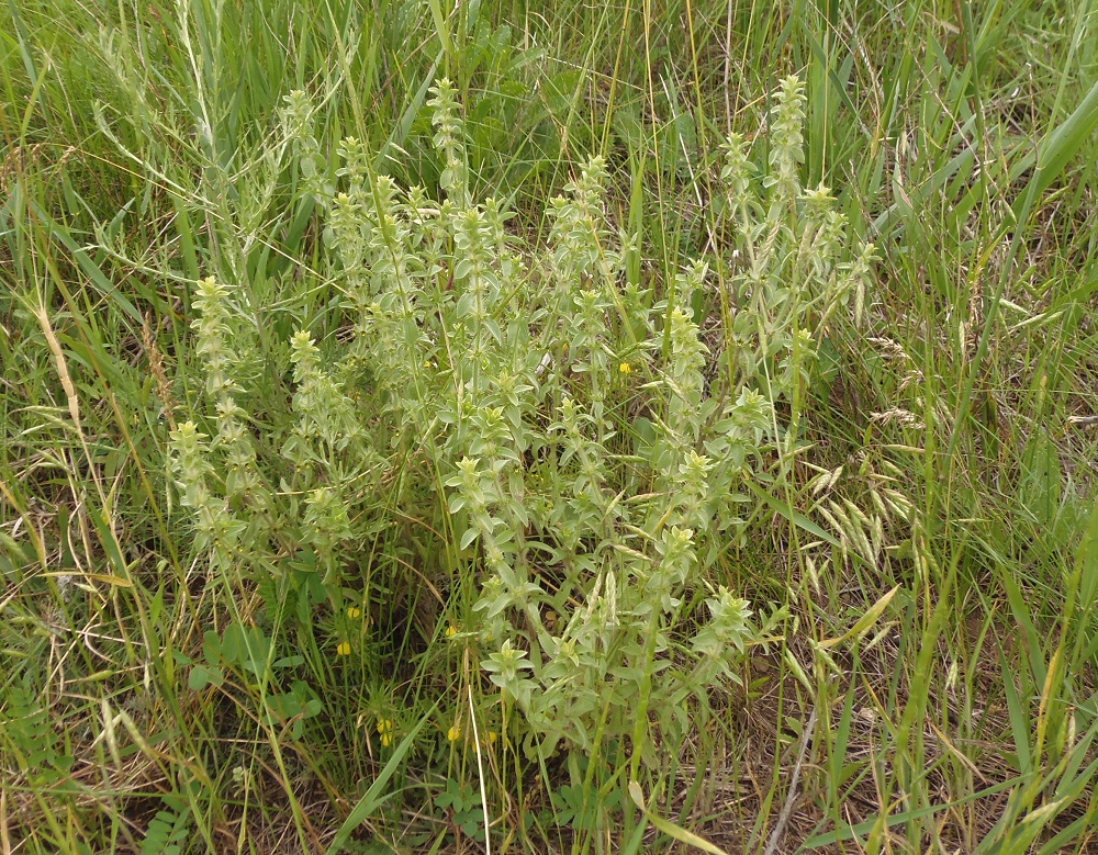 Image of Sideritis montana specimen.