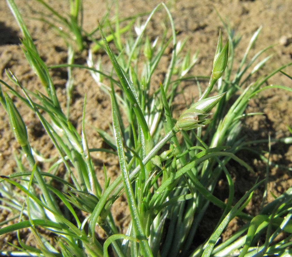 Изображение особи Juncus bufonius.