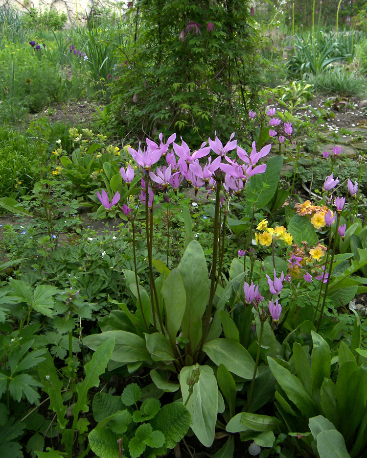 Image of Dodecatheon pulchellum specimen.