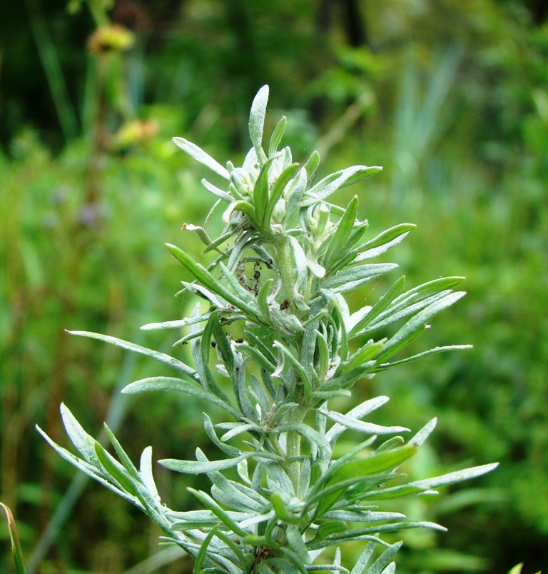 Изображение особи Artemisia sericea.