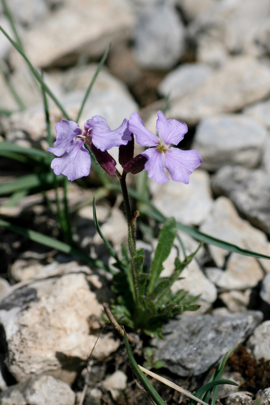 Image of Parrya tianschanica specimen.