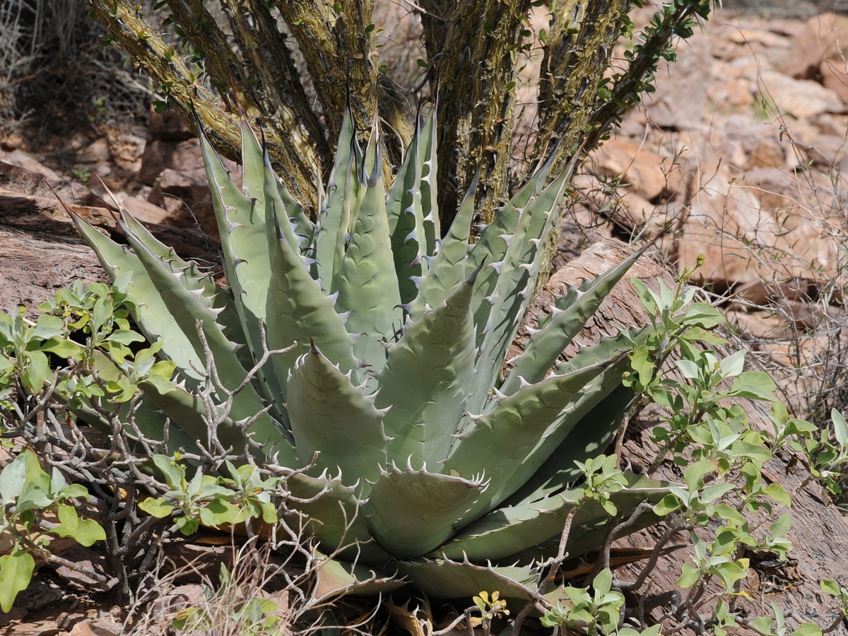 Image of Agave deserti specimen.